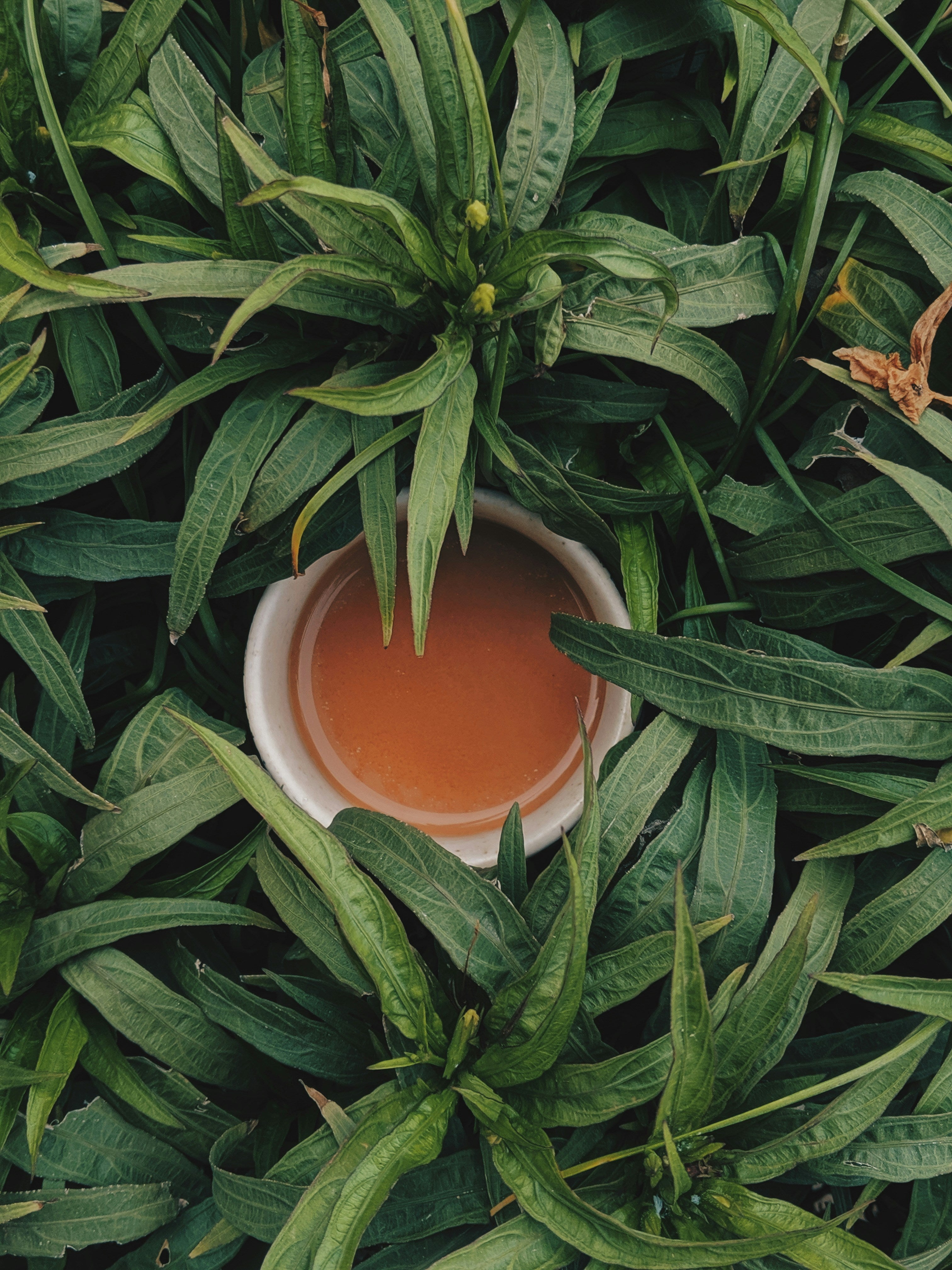 A small white bowl of tea among dense green leaves